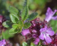 Thymus pulegioides