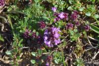 Thymus pulegioides