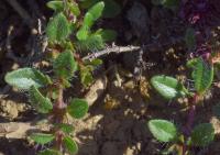 Thymus pulegioides