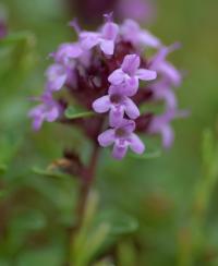 Thymus praecox subsp. britannicus