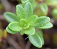 Thymus praecox subsp. britannicus