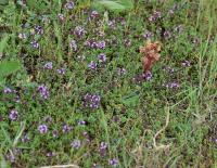 Thymus praecox subsp. britannicus