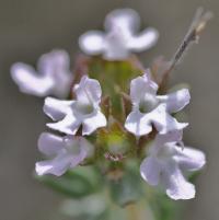 Thymus vulgaris subsp. vulgaris