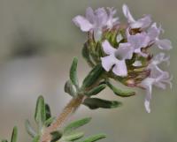 Thymus vulgaris subsp. vulgaris