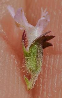 Thymus vulgaris subsp. vulgaris