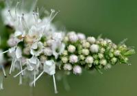 Mentha suaveolens