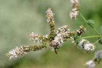 Mentha suaveolens