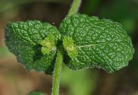 Mentha suaveolens