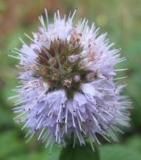 Mentha suaveolens