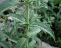 Mentha longifolia