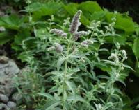 Mentha longifolia