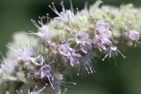 Mentha longifolia