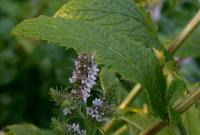 Mentha spicata