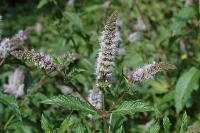 Mentha spicata