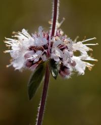 Mentha pulegium