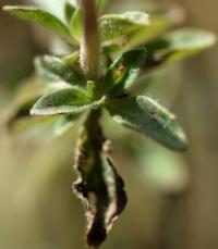 Mentha pulegium