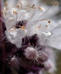 Mentha pulegium