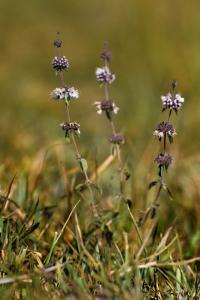 Mentha pulegium