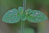 Mentha aquatica