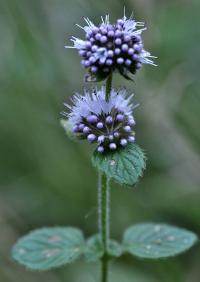 Mentha aquatica