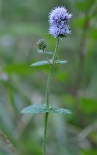 Mentha aquatica