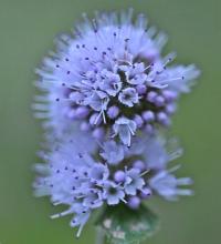 Mentha aquatica