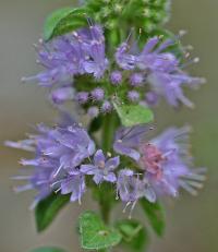 Mentha arvensis