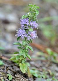 Mentha arvensis