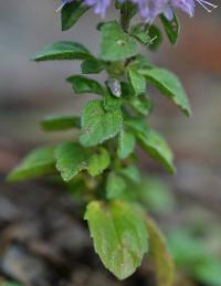 Mentha arvensis