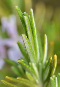 Rosmarinus officinalis