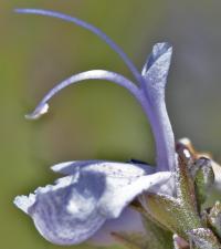 Rosmarinus officinalis