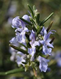 Rosmarinus officinalis