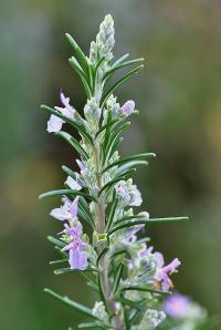 Rosmarinus officinalis