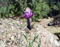 Lavandula stoechas subsp. pedunculata 