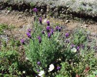 Lavandula stoechas subsp. pedunculata 