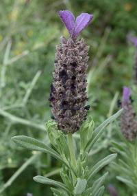 Lavandula stoechas subsp. pedunculata 