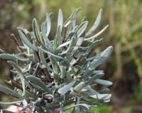 Lavandula latifolia 