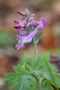 Corydalis cava subsp. cava 