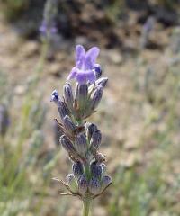 Lavandula latifolia 