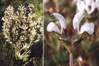 Salvia aethiopis