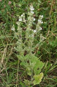 Salvia aethiopis