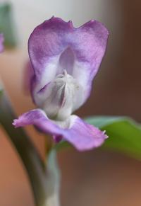 Corydalis cava subsp. cava 