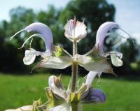 Salvia sclarea