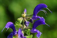 Salvia pratensis