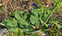 Salvia pratensis