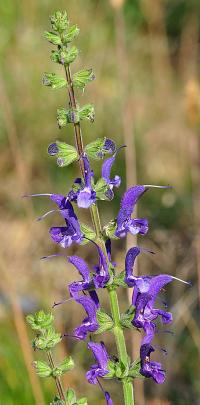 Salvia pratensis