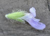 Salvia verbenaca subsp. verbenaca