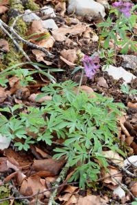 Corydalis cava subsp. cava 