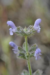 Salvia verbenaca subsp. verbenaca