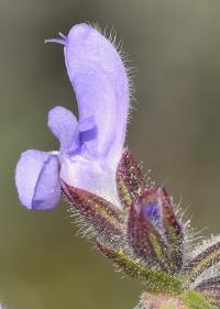 Salvia verbenaca subsp. verbenaca